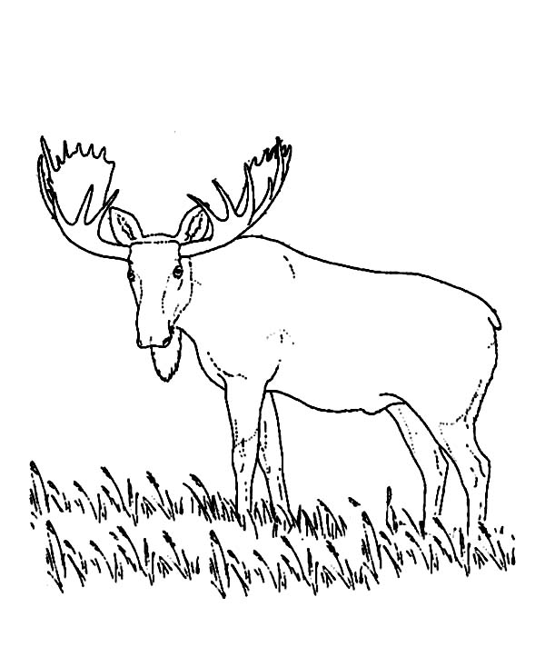 Moose, : Male Moose Coloring Page