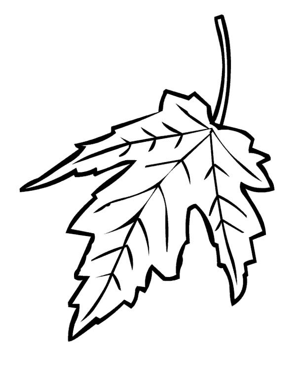 Maple Leaf, : Maple Leaf Falling from Tree Coloring Page