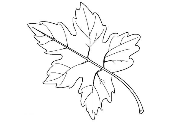Maple Leaf, : Maple Leaf Raster Coloring Page
