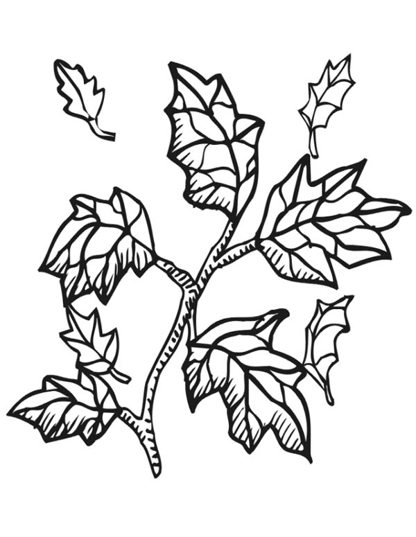 Maple Tree Branch With Maple Leaf Coloring Page Kids Play Color
