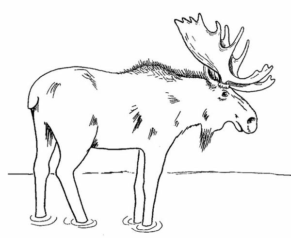 Moose, : Moose Standing in the Swamp Coloring Page