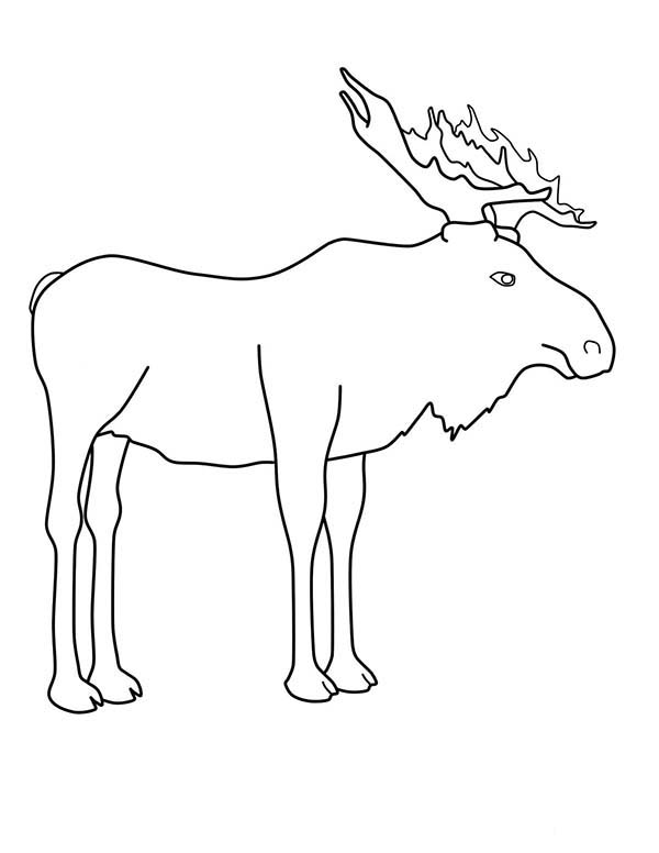 Moose, : Outline of Moose Coloring Page