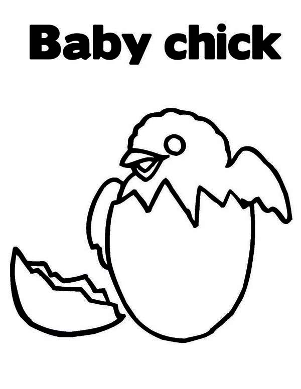 Baby Chick, : Picture of Hatching Baby Chick Coloring Page