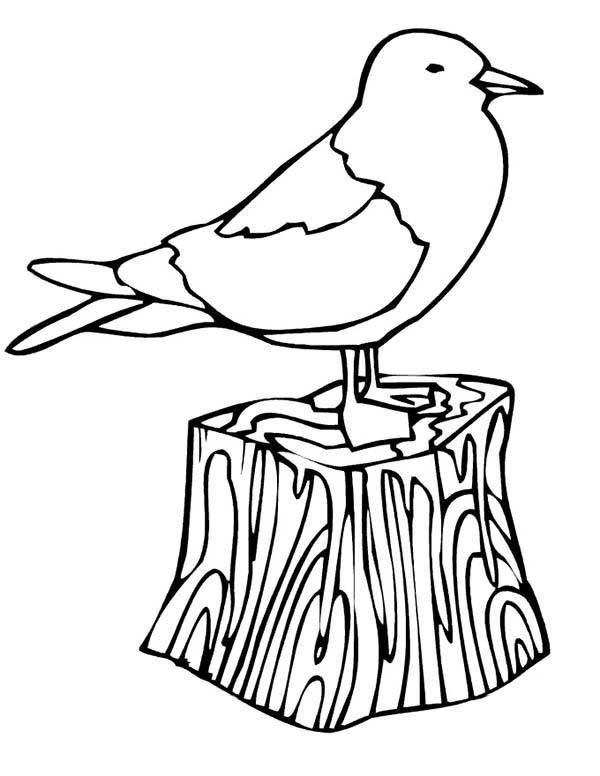 Seagull, : Seagull Sleeping Coloring Page