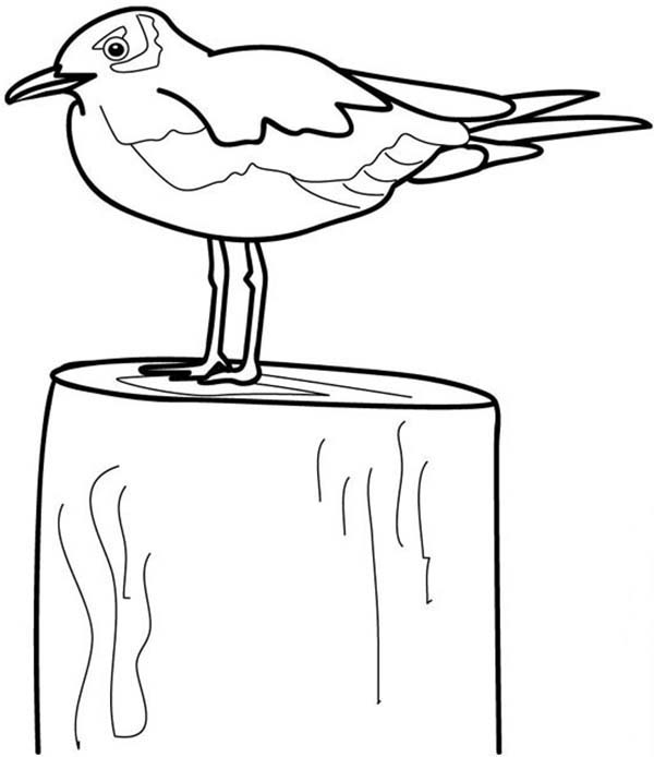 Seagull, : Seagull on a Block Coloring Page