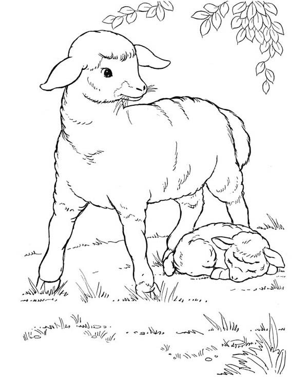 Farm Animal, : Sheep and Her Baby Rest Under the Tree in Farm Animal Coloring Page