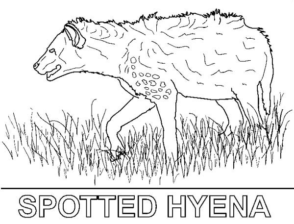 Hyena, : Spotted Hyena Coloring Page