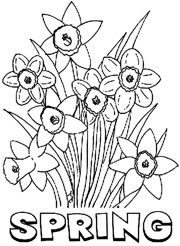 Daffodil, : Spring Flower Daffodil Coloring Page