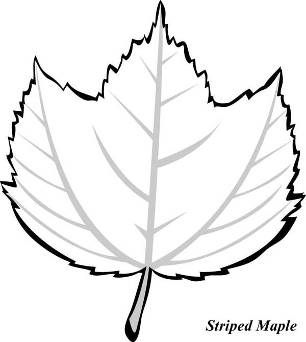 Maple Leaf, : Striped Maple Leaf Coloring Page