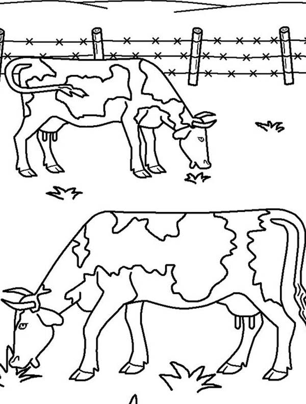 Farm Animal, : Two Ox Eating Grass on Farm Animal Coloring Page