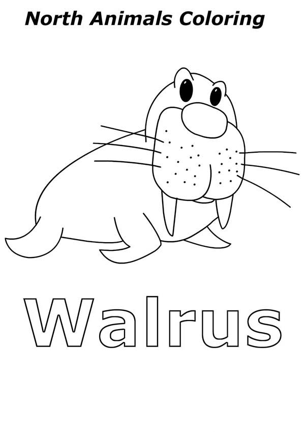 Arctic Animals, : Walrus is One of Arctic Animals Coloring Page