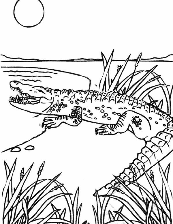 Sea Monster, : White Crocodile Sea Monster Coloring Page