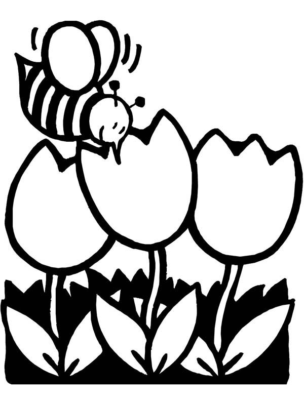 Spring, : Bee on Tulips Flower on Spring Time Coloring Page