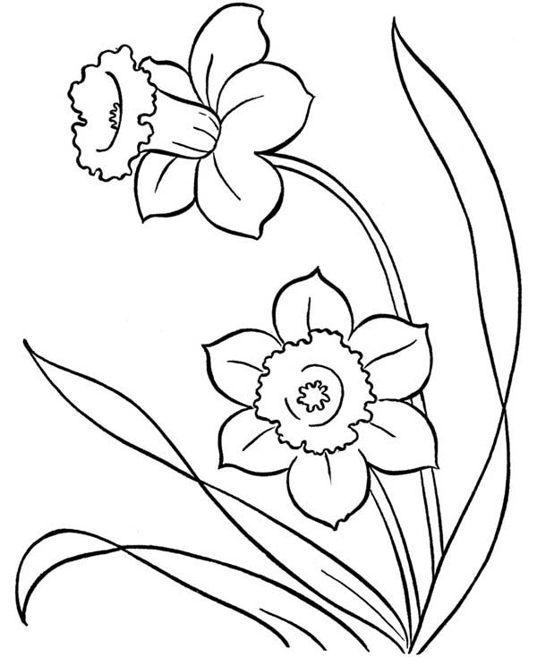 Spring, : Spring Flower Growing Coloring Page