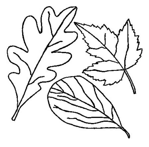 Autumn, : Drawing of Autumn Leaf Coloring Page