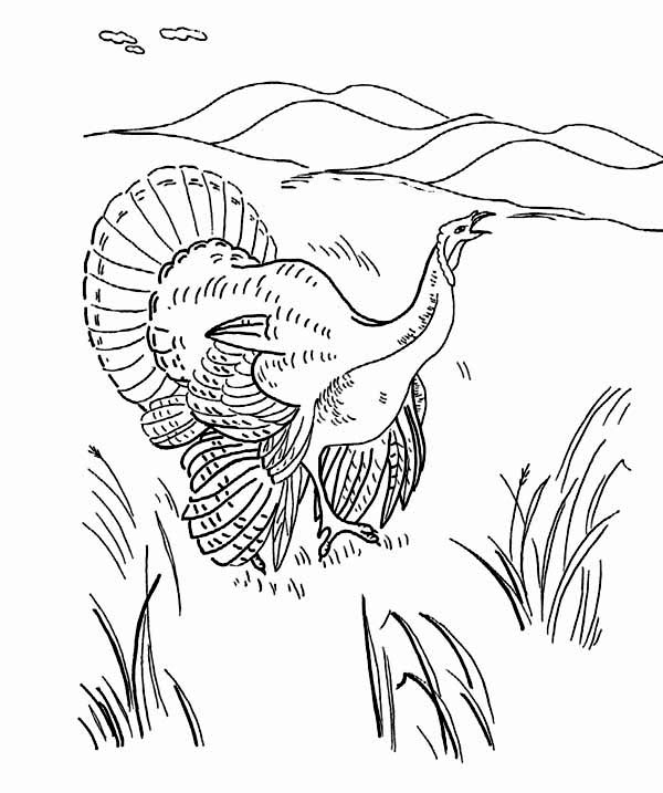 Canada Thanksgiving Day, : A Wild Turkey on the Field Canada Thanksgiving Day Origin Coloring Page