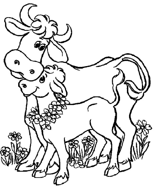 Cows, : Baby Cows and Her Mother Coloring Pages