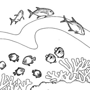 Coral Reef Fish, Coral Reef Artificial Aquarium Fill With Fish Coloring Pages: Coral Reef Artificial Aquarium Fill with Fish Coloring Pages