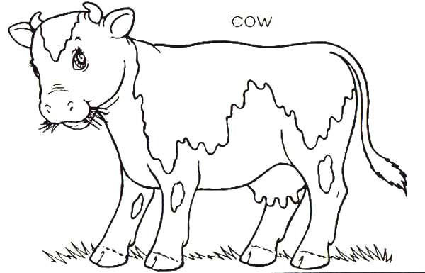 Cows, : Cows Chewing Grass Coloring Pages