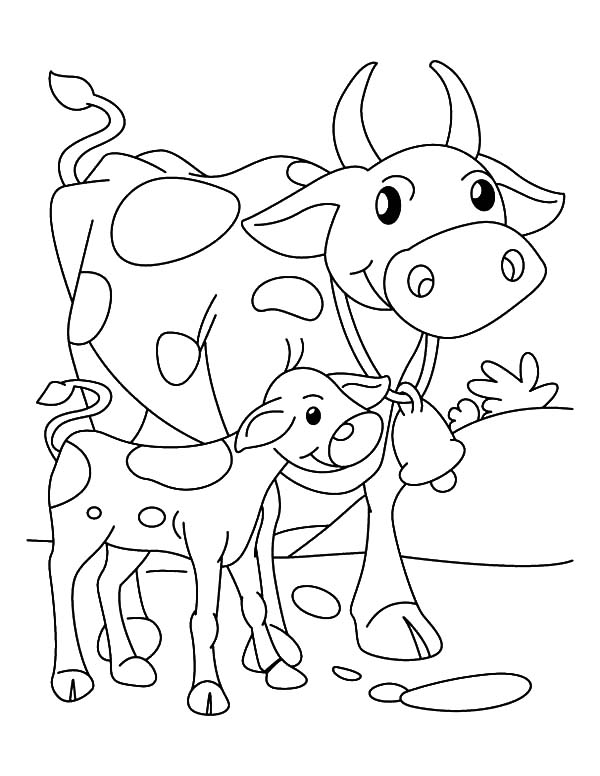 Cows, : Cows Walking Beside Her Calf Coloring Pages