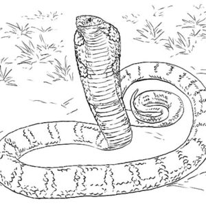 King Cobra Tattoo Coloring Pages : Kids Play Color