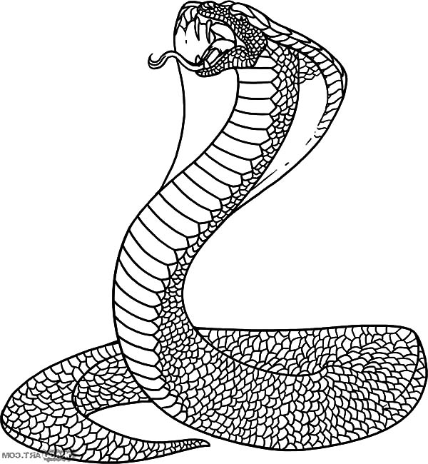 King Cobra, : Indian King Cobra Coloring Pages
