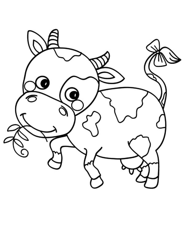 Cows, : Little Cows with Bow Tail Coloring Pages
