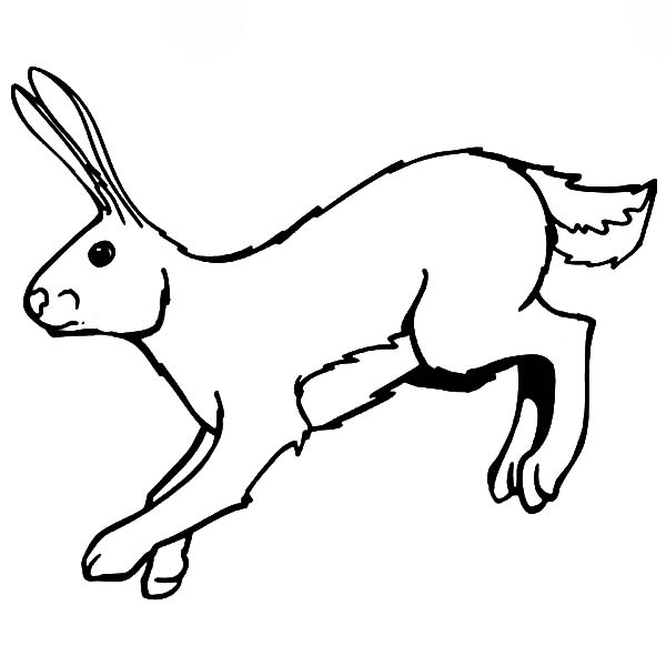 Hopping Bunny, : Picture of Hopping Bunny Coloring Pages
