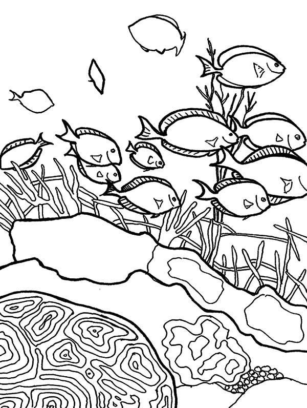 Coral Reef Fish, : School of Coral Reef Fish Coloring Pages